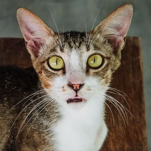 Miggy - rescue cat at Jack's Cat Cafe in Hoi An, Vietnam