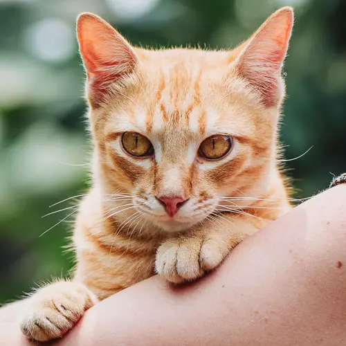 Addy - rescue cat at Jack's Cat Cafe in Hoi An, Vietnam