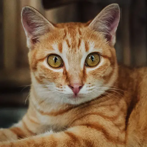 Bobby - rescue cat at Jack's Cat Cafe in Hoi An, Vietnam