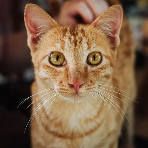 Copper - rescue cat at Jack's Cat Cafe in Hoi An, Vietnam