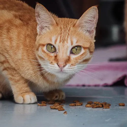 Squeak - rescue cat at Jack's Cat Cafe in Hoi An, Vietnam