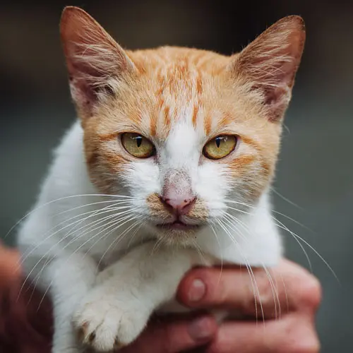 Trooper - rescue cat at Jack's Cat Cafe in Hoi An, Vietnam