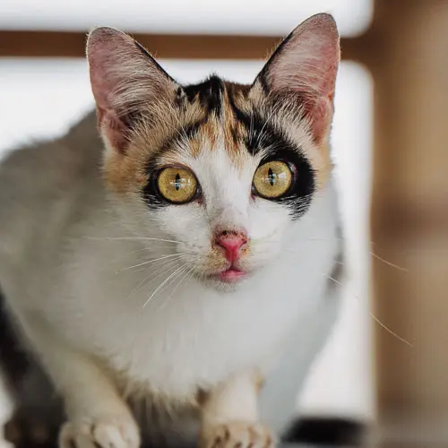 Shaky Bum - rescue cat at Jack's Cat Cafe in Hoi An, Vietnam